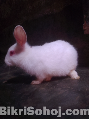 খরগোশ বিক্রি হবে